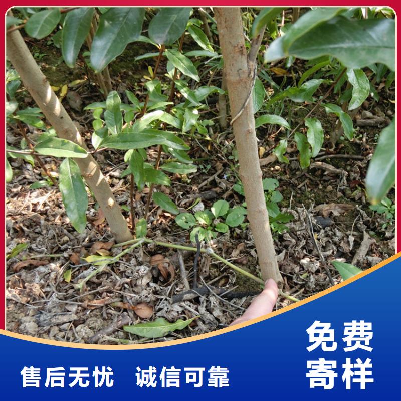 石榴蓝莓苗产地货源优良材质