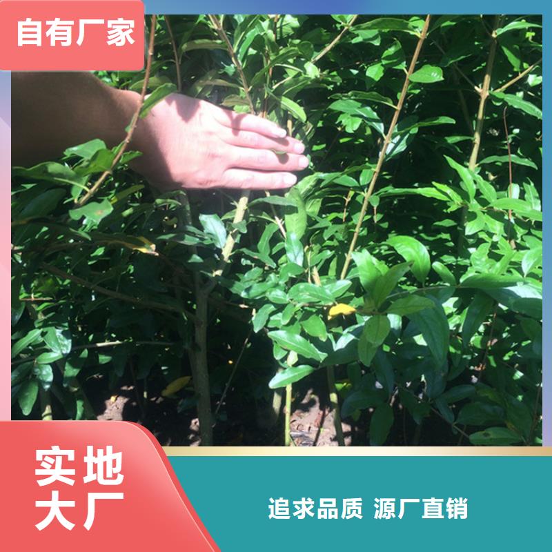 石榴-苹果苗优良工艺同城经销商