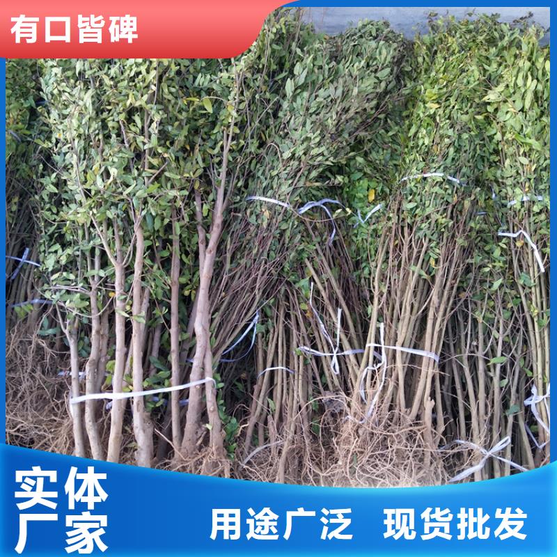 石榴蓝莓苗来图定制量大从优使用方法