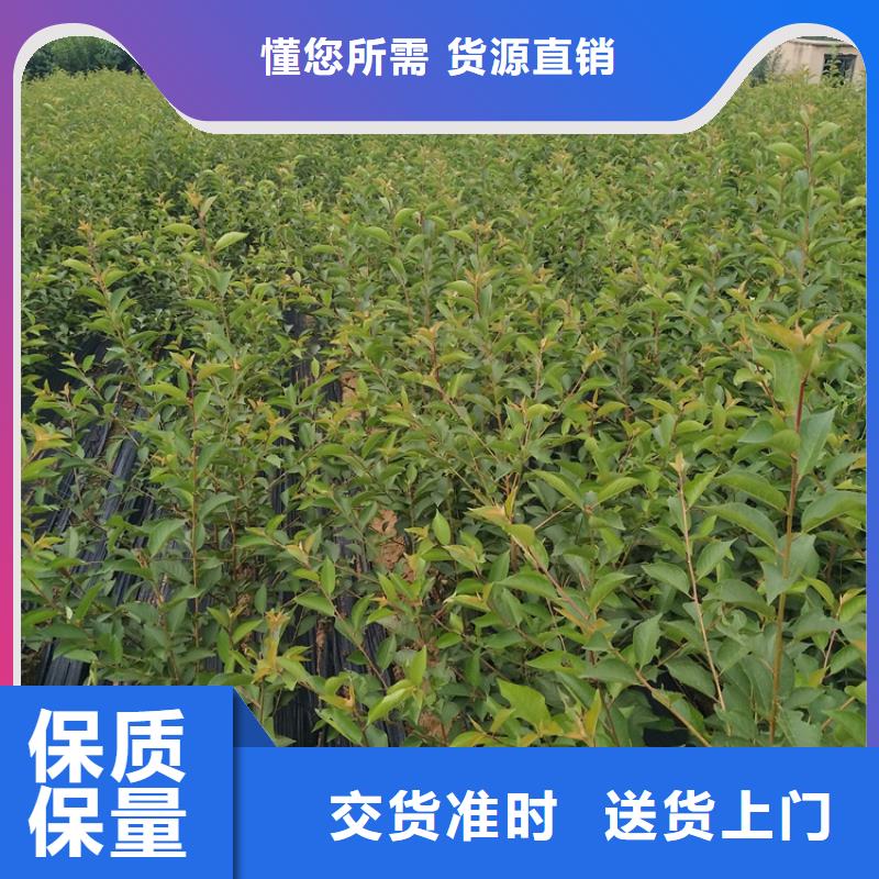 石榴苹果苗精工细致打造同城厂家