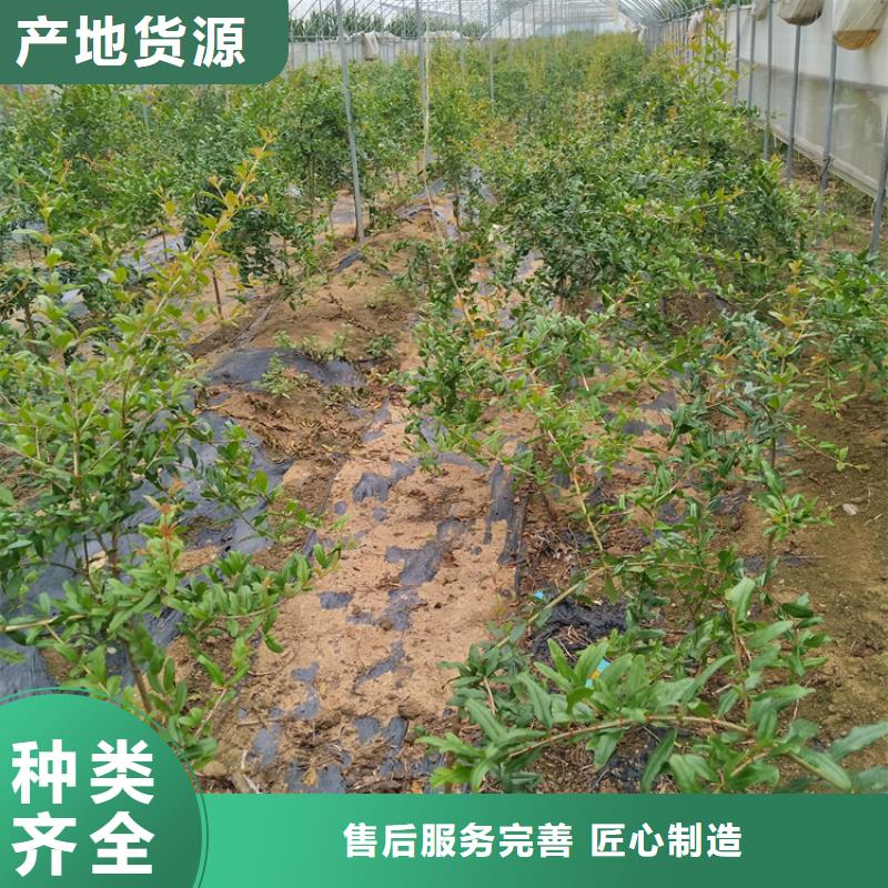 【石榴桃树苗现货实拍】品牌大厂家