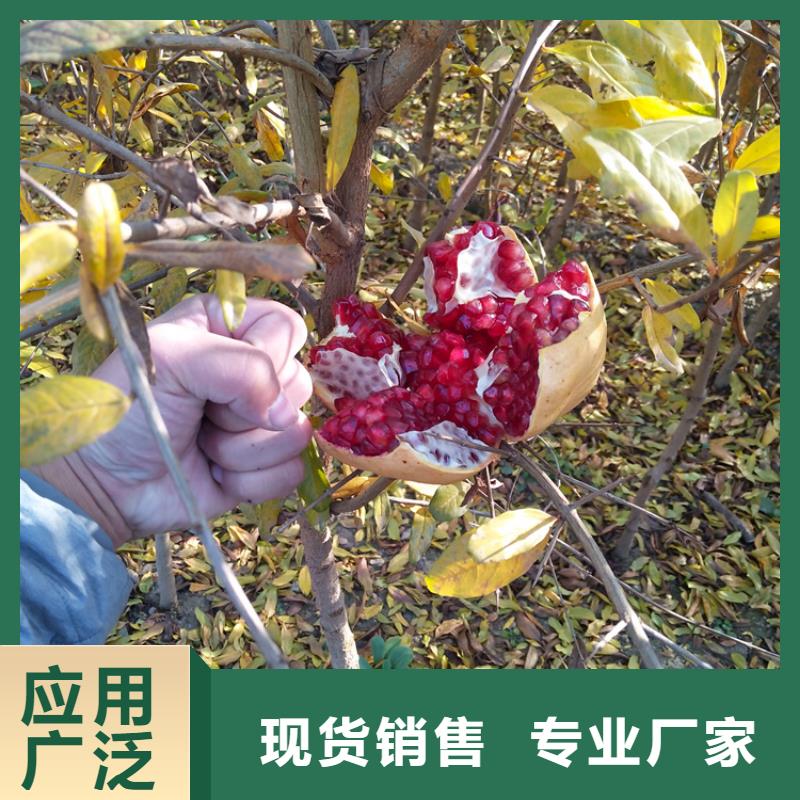 石榴-苹果苗售后服务完善拒绝伪劣产品