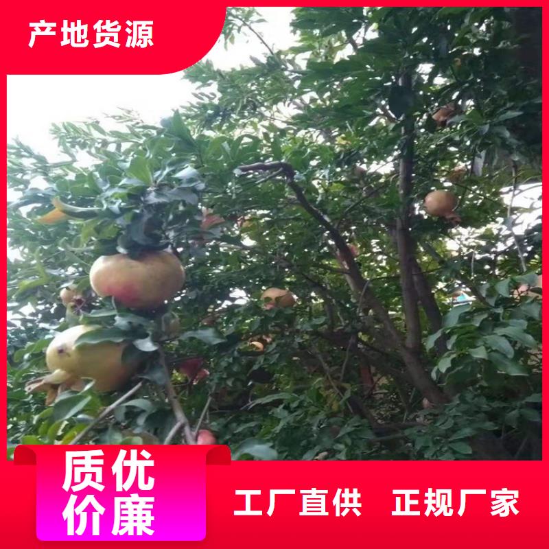 石榴【桃树苗】现货充裕本地货源