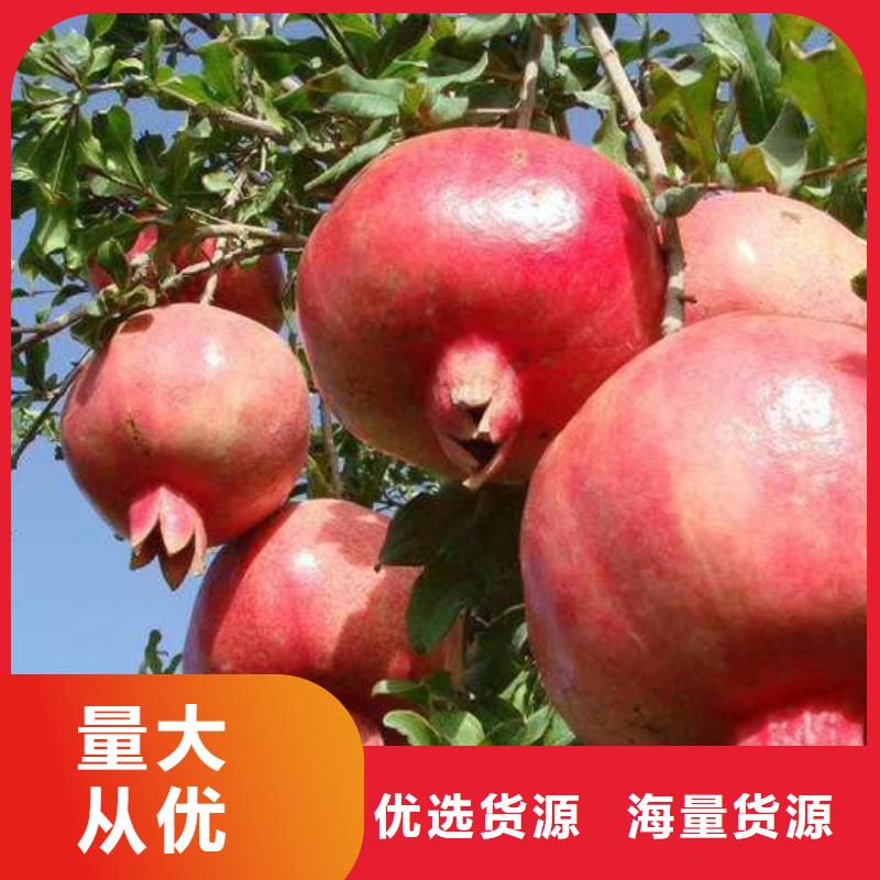 石榴梨树苗产地直供当地经销商