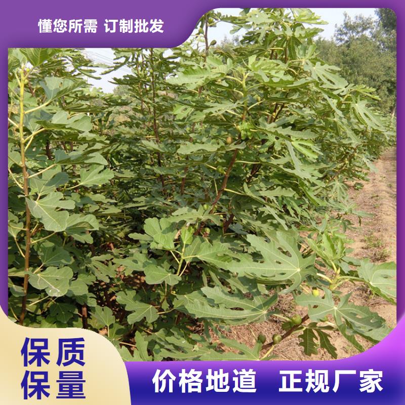 无花果苹果苗价格实惠工厂直供一对一为您服务