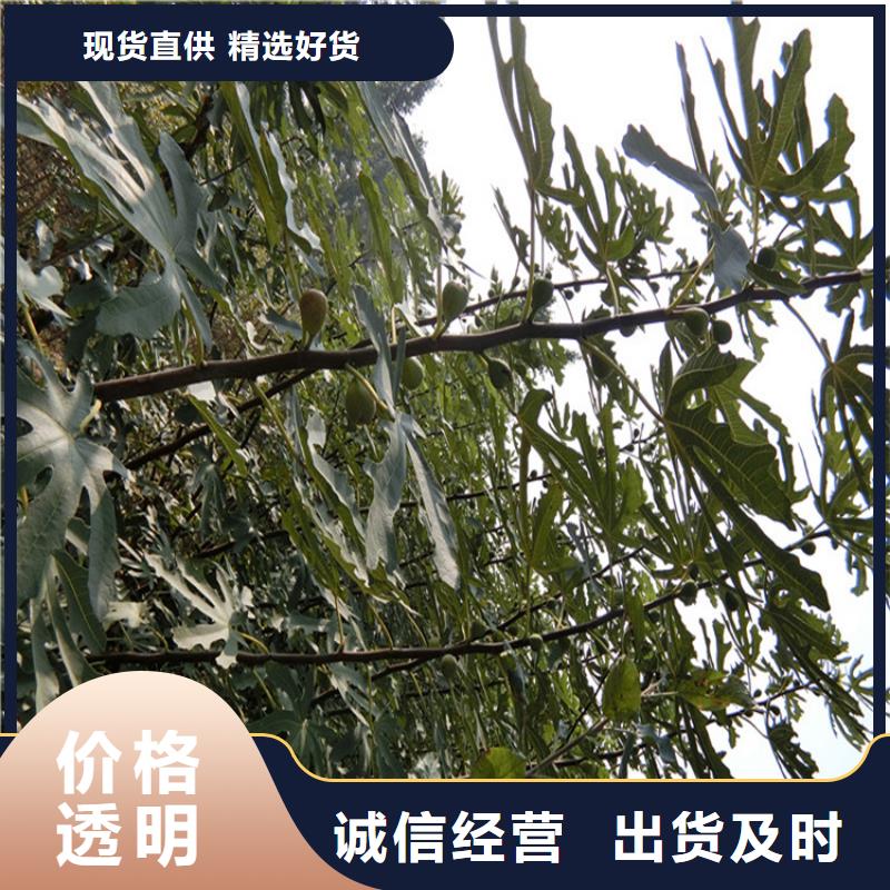 无花果_【樱桃苗】满足您多种采购需求同城品牌