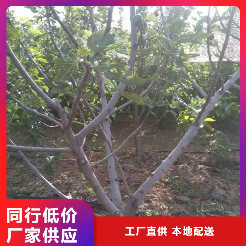 无花果苹果苗厂家直销值得选择分类和特点