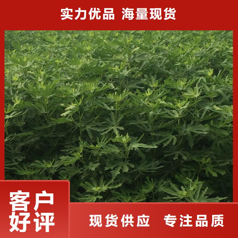 无花果石榴树工厂采购的图文介绍