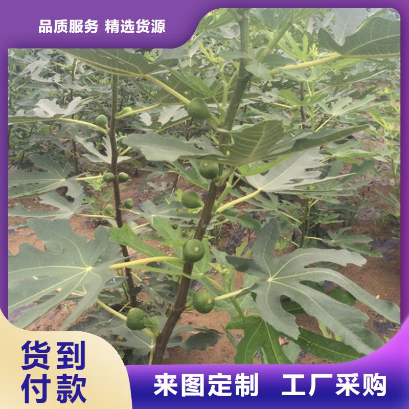 无花果【桃树苗】专业信赖厂家品质优选
