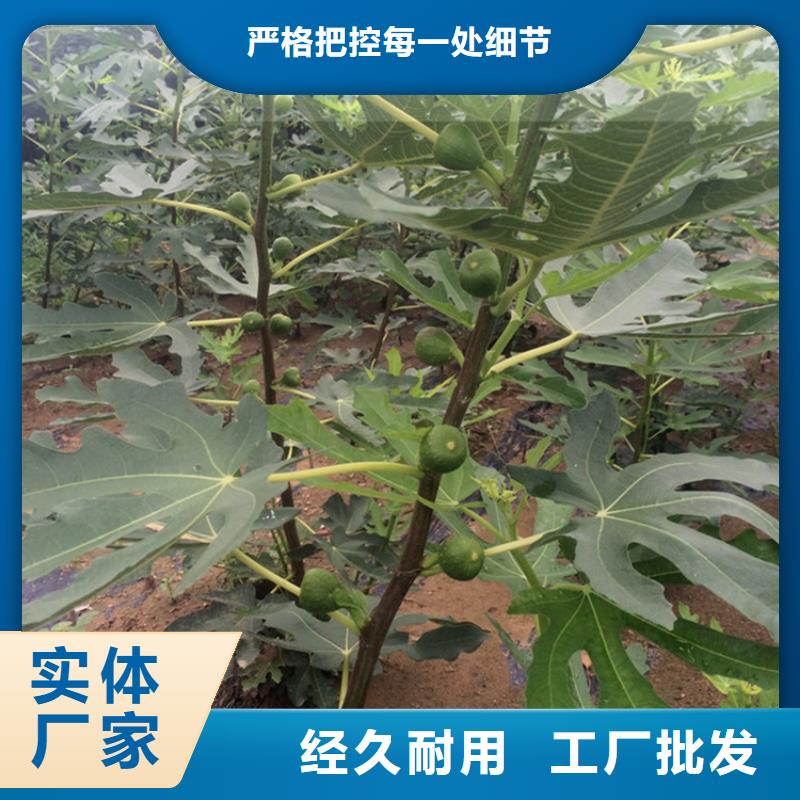 无花果桃树苗全品类现货N年专注