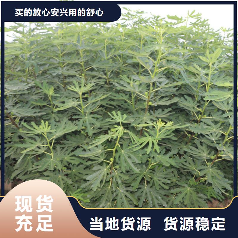 【无花果】苹果苗现货实拍多种工艺