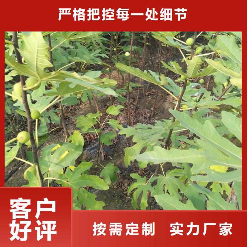 无花果苹果苗海量货源优选厂商