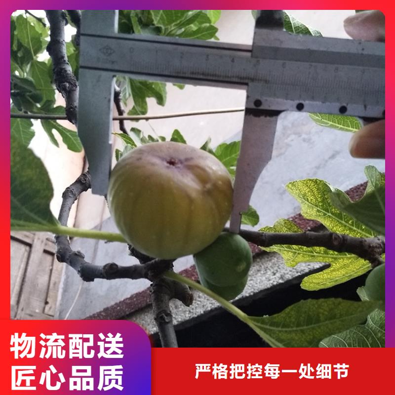 【无花果嘎啦苹果精心选材】当地厂家