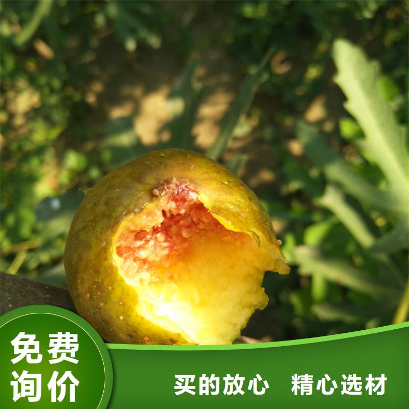 无花果_杏树苗工艺精细质保长久同城制造商