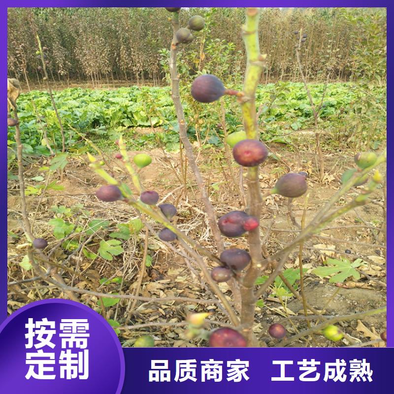 无花果,蓝莓苗让利客户当地生产商