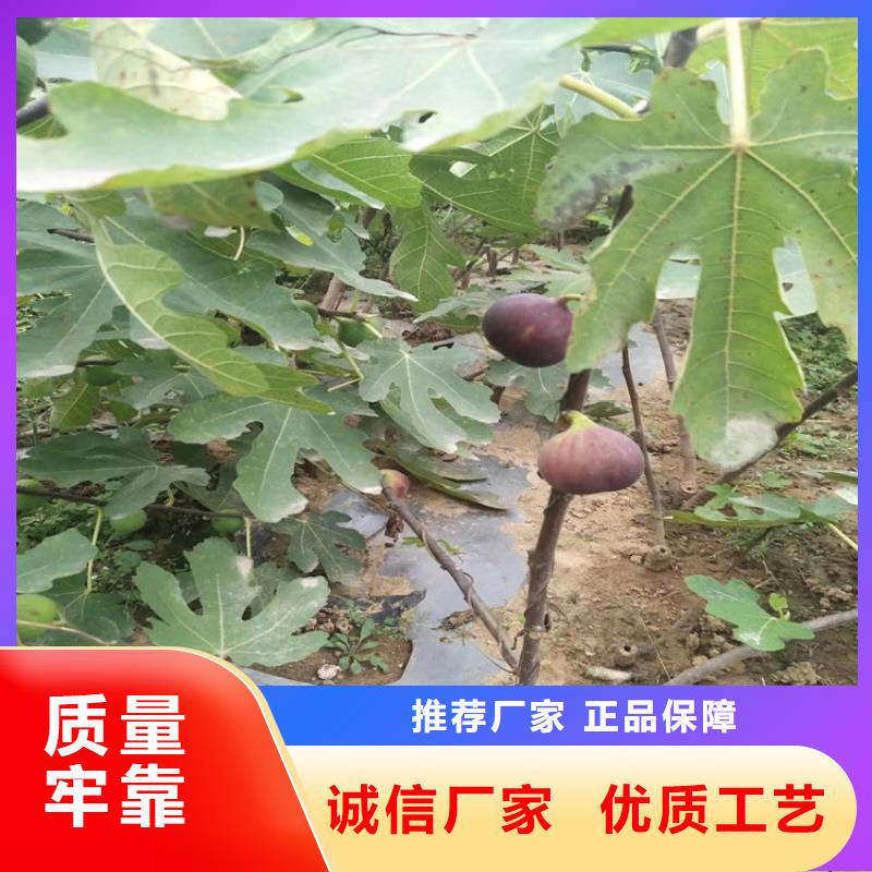 无花果无花果苗严选好货一件也发货