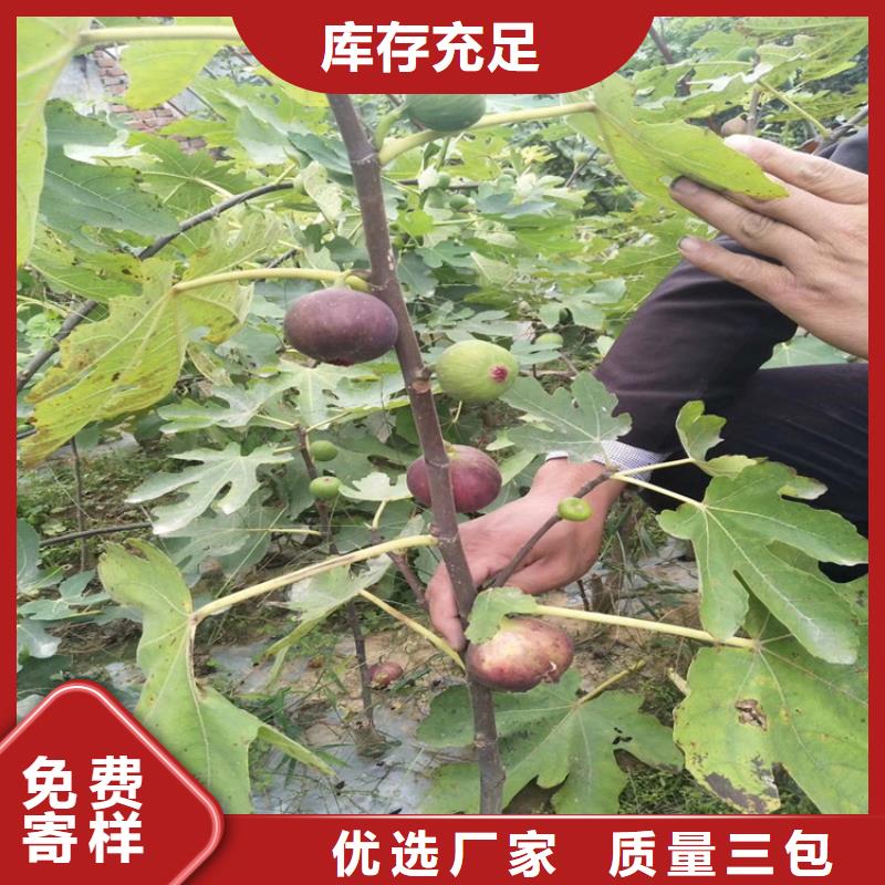 无花果,苹果苗购买的是放心当地经销商