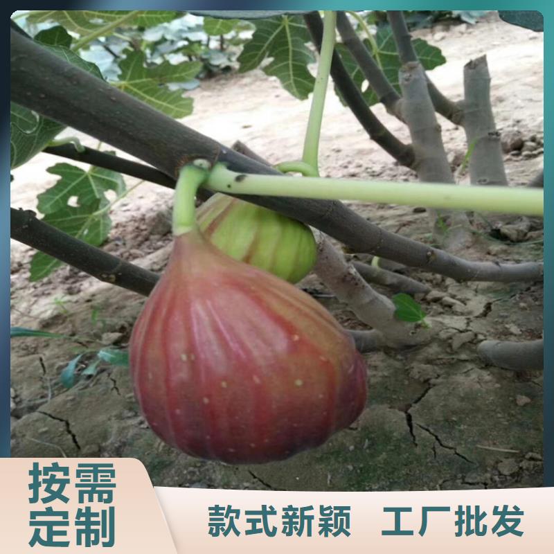 无花果【苹果苗】供您所需同城生产厂家