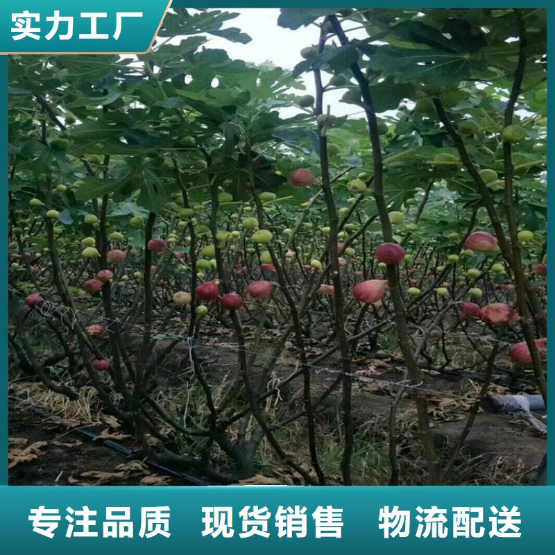 无花果樱桃苗价格公道合理同城品牌