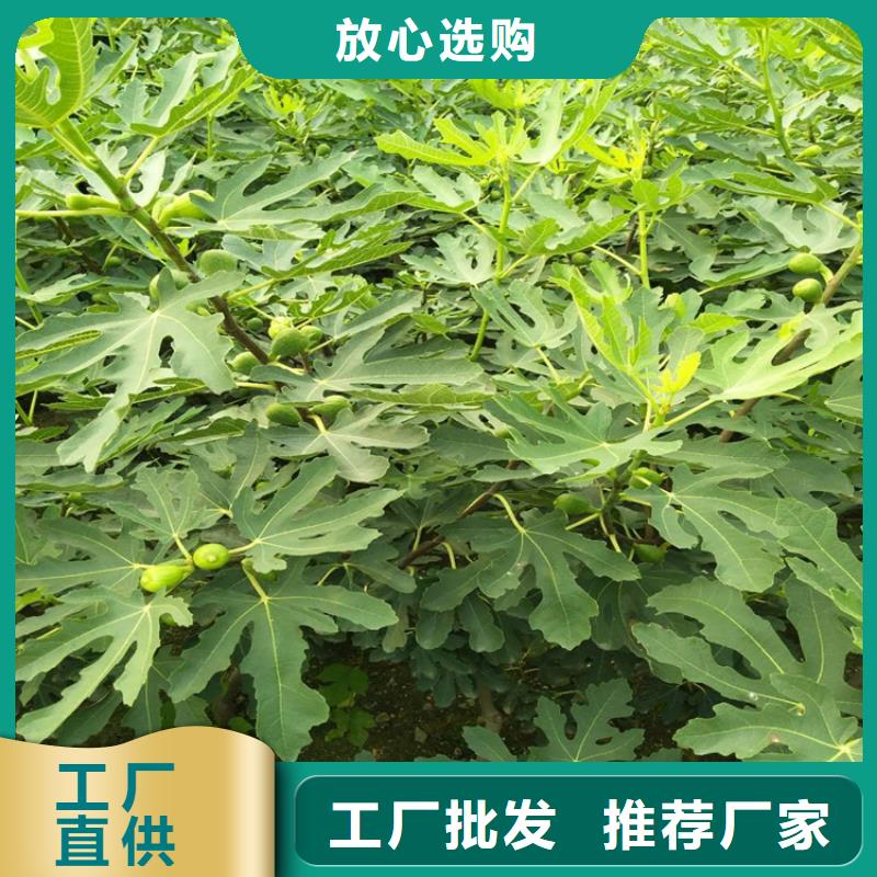 无花果梨树苗精心推荐精选厂家好货