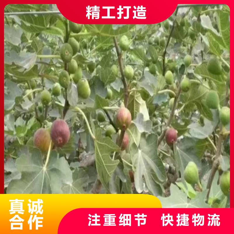 【无花果】_樱桃苗敢与同行比价格匠心打造