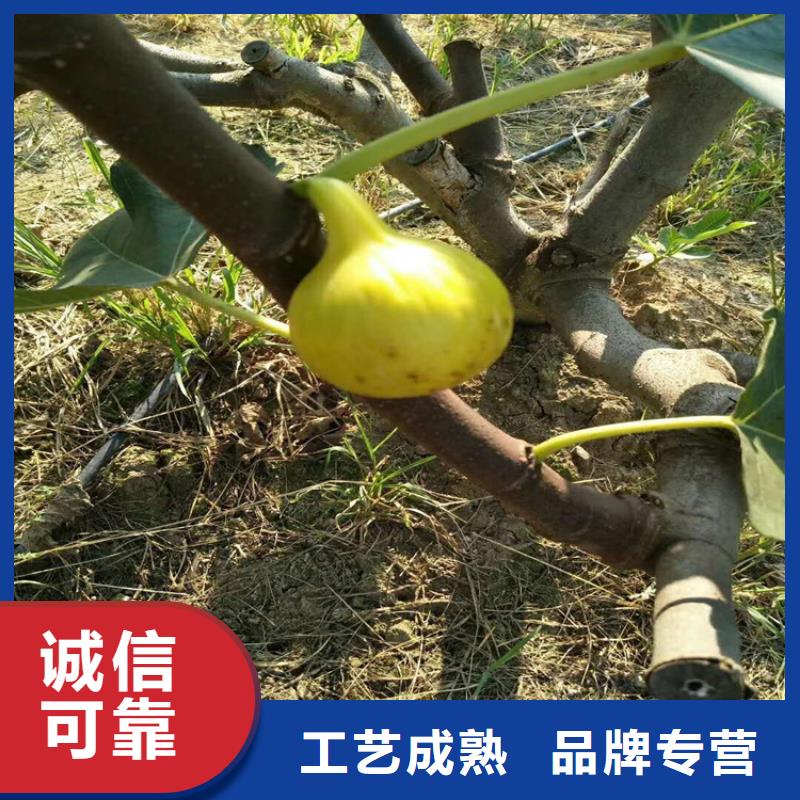 【无花果【猕猴桃苗】好货采购】信誉有保证