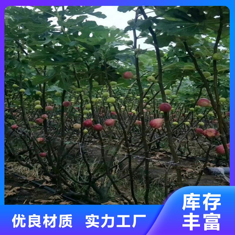 无花果,无花果苗甄选好物附近经销商