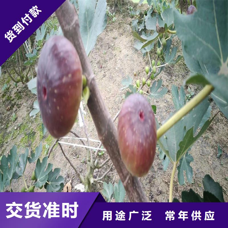 无花果石榴树有实力有经验推荐商家