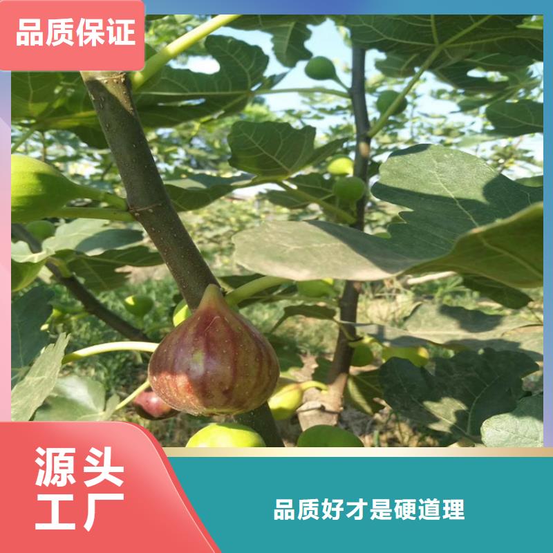 无花果-蓝莓苗精挑细选好货省心又省钱