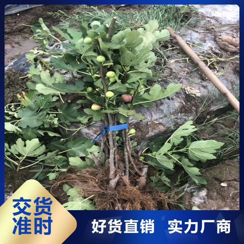 无花果杏树苗厂家品控严格支持加工定制