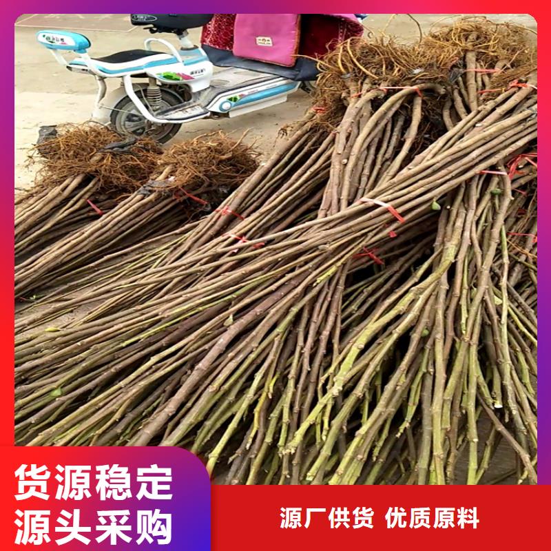 无花果_板栗苗我们更专业全品类现货