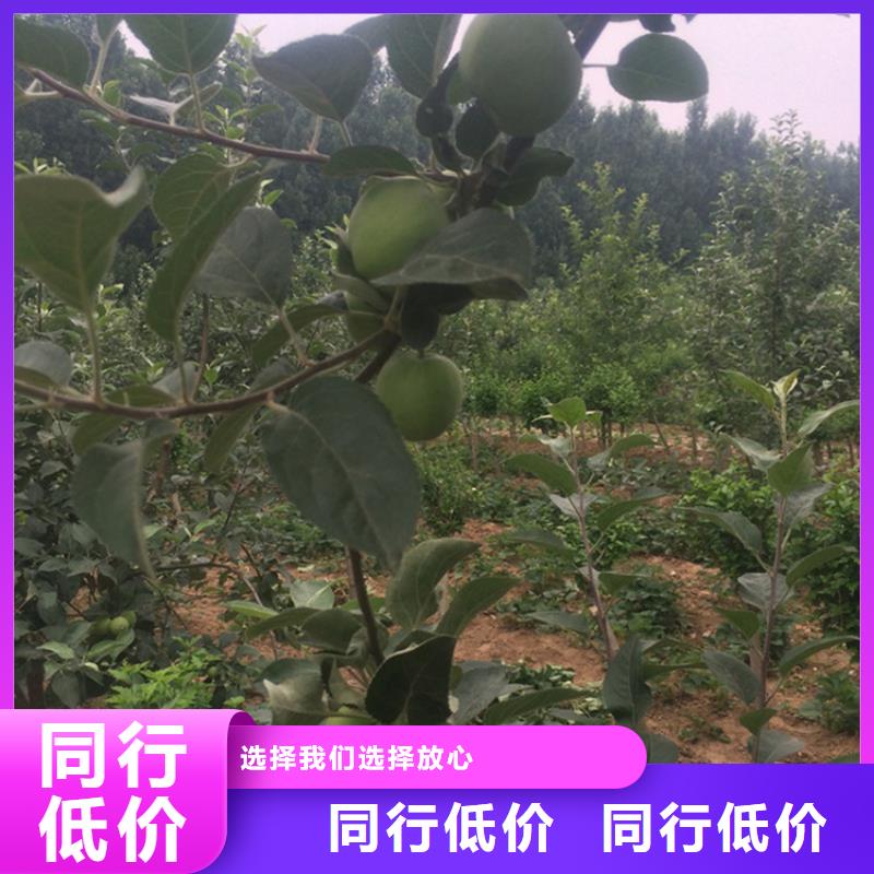 苹果石榴苗来图定制量大从优精益求精