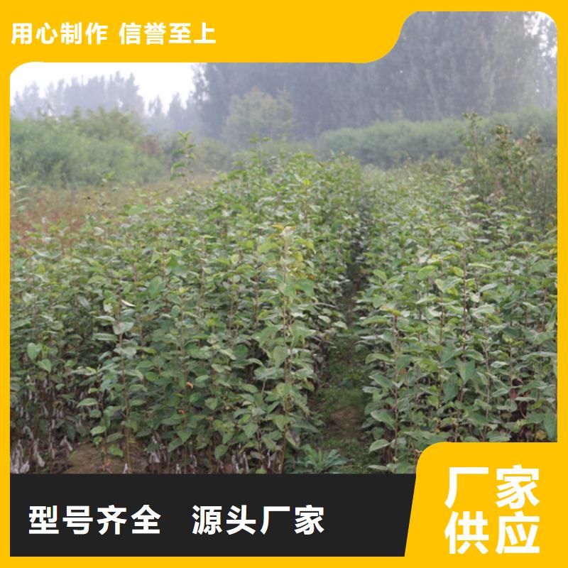 【苹果】,奶油草莓多种款式可随心选择欢迎来电咨询