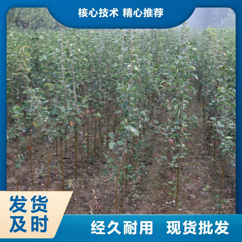 【苹果苹果苗产地厂家直销】同城货源
