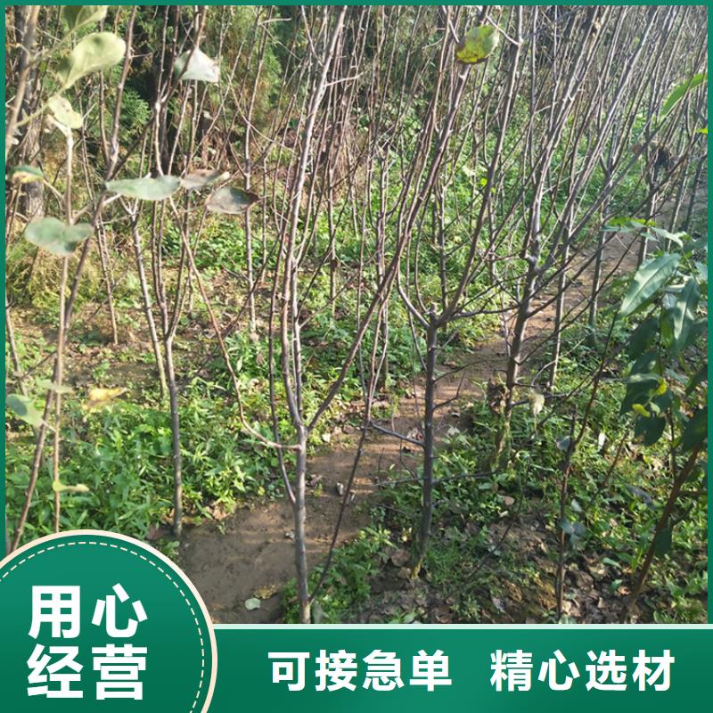 苹果黄瓜苗实拍展现无中间商厂家直销