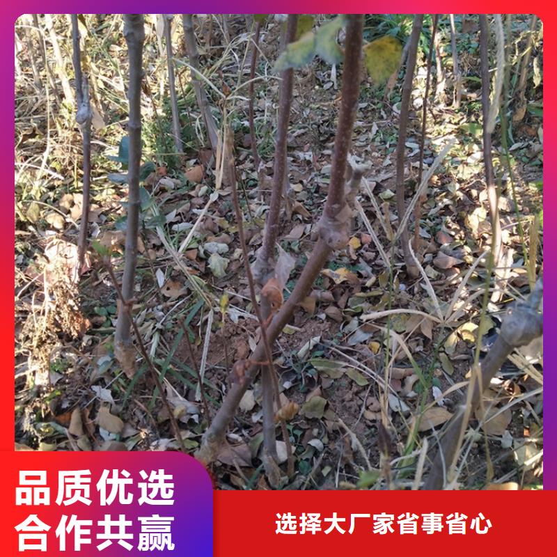 苹果樱桃苗品质服务诚信为本本地品牌