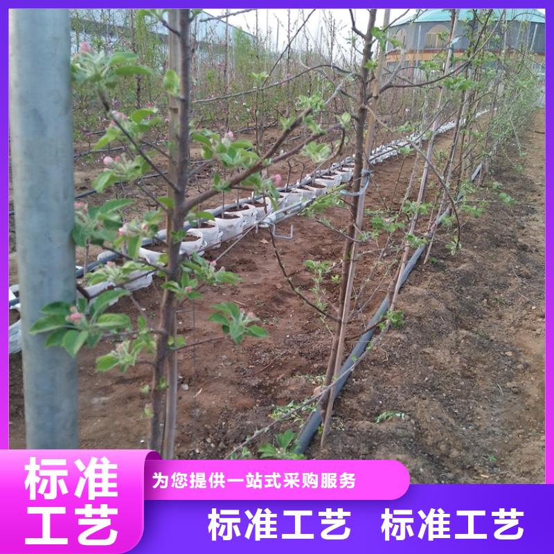 【苹果梨树苗专业供货品质管控】一站式采购