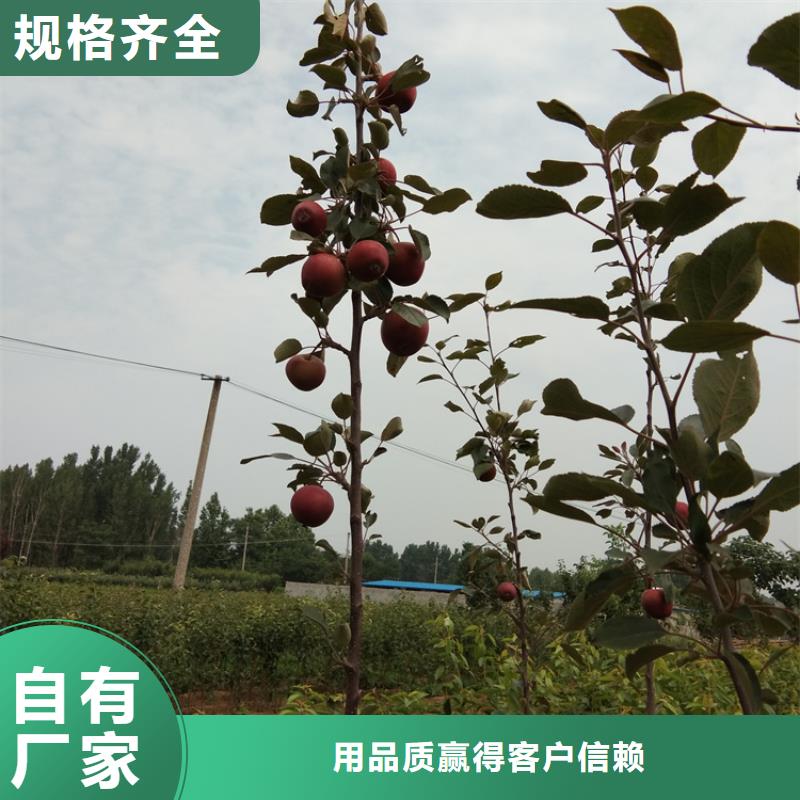 苹果,石榴树苗型号齐全本地经销商