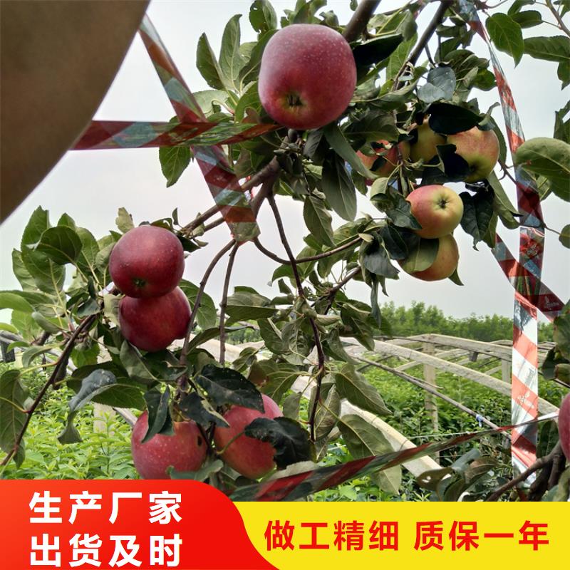 苹果-石榴树苗型号全价格低附近生产厂家