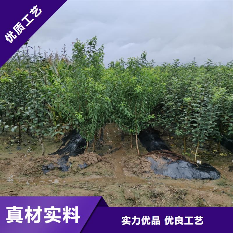 苹果樱桃苗好产品价格低源头厂家量大价优