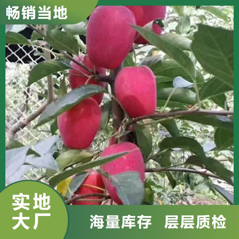 苹果蓝莓苗常年出售当地公司