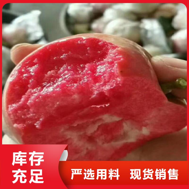 【苹果】,梨树苗匠心打造多行业适用