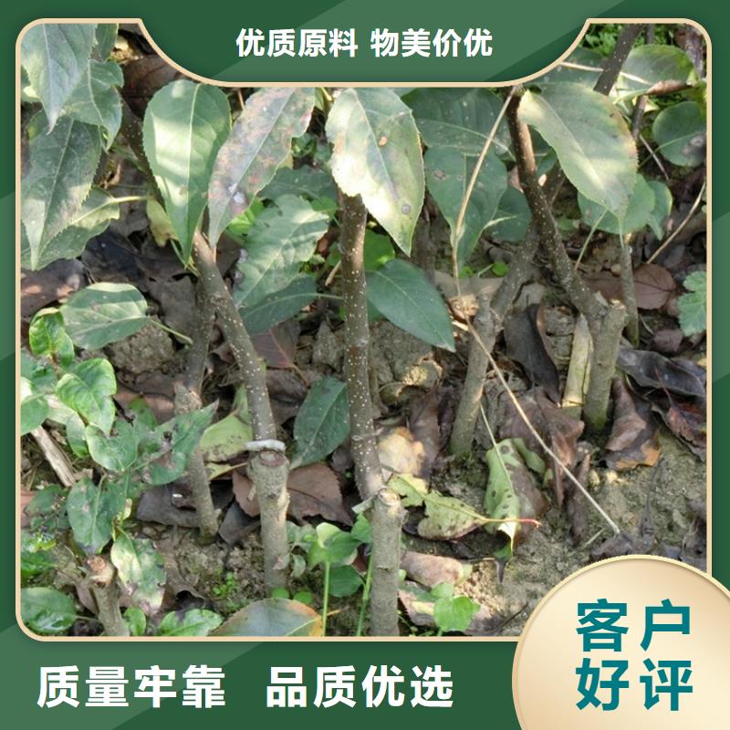 【梨树】蓝莓苗快捷的物流配送本地公司