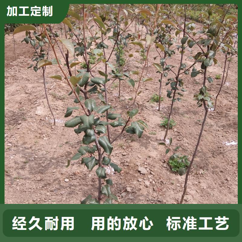 【梨树苹果苗快速报价】质量看得见