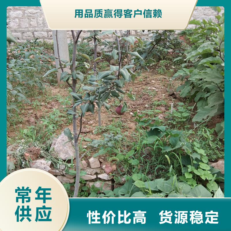 梨树_苹果苗敢与同行比服务同城经销商