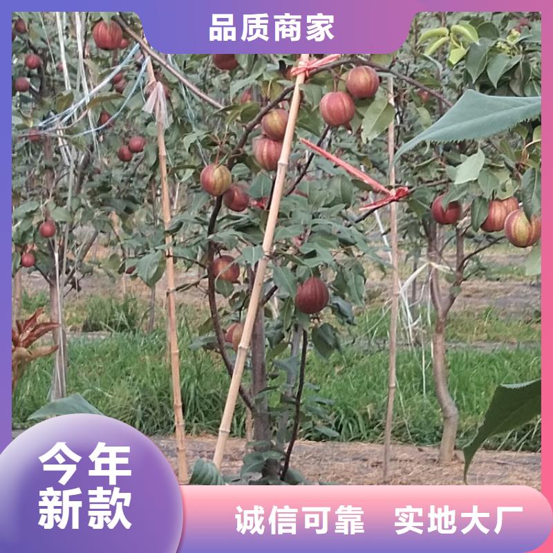 梨树_猕猴桃苗为您提供一站式采购服务诚信经营质量保证