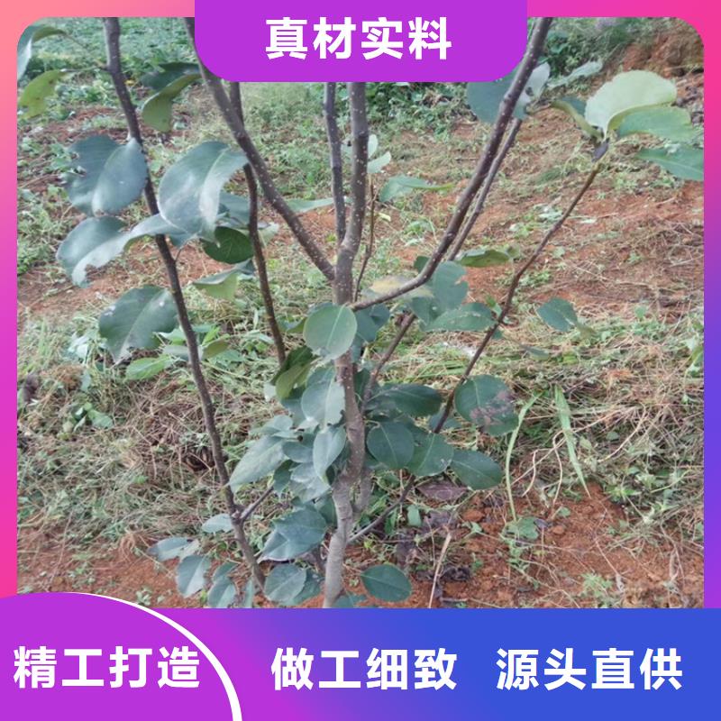 梨树樱桃苗实拍展现当地供应商