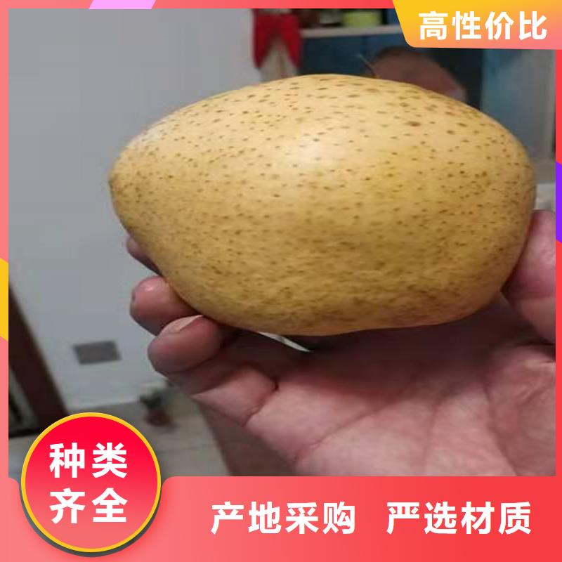 【梨树】苹果苗应用领域当地公司