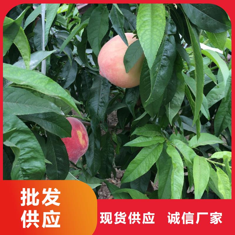 桃【樱桃苗】检验发货信誉至上