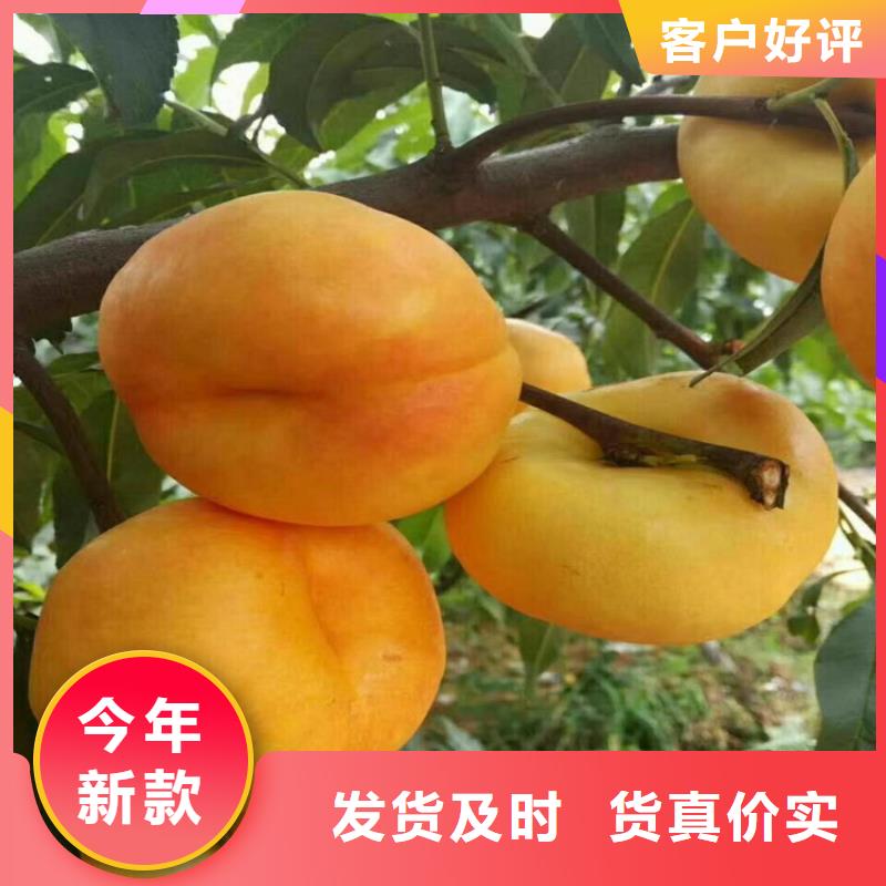 桃梨树苗不只是质量好多种款式可随心选择